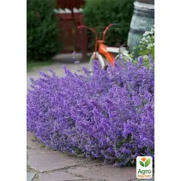 Котовник "Junior Walker" (Nepeta faassenii) (187781) 1 саджанець в упаковці - мініатюра 2