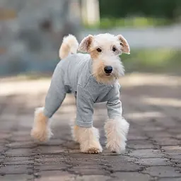 Базовий комбінезон/піжама для собак V.PET.B.R. Dog Jumpsuit CF36 Grey - мініатюра 3