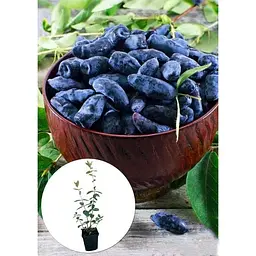 Саджанець Agro-Market Жимолость Німфа (середній термін дозрівання, один з провідних сортів) 1 шт. в упаковці (36259) - мініатюра 3