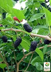 Саджанець Agro-Market Штамбова (Плакуча) Шовковиця (вік від 2 років, висота 150-190 см) 1 шт. в упаковці (46908) - мініатюра 2