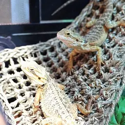 Гамак для рептилій Repti-Zoo Seaweed Hammock M DC09P 30x20x20 см з натуральних водоростей - мініатюра 6