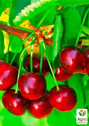 Саджанець Agro-Market Черешня Казка (ранній термін дозрівання) 1 шт. в упаковці (25909) - мініатюра 2