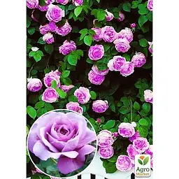 Саджанець Agro-Market Троянда плетиста Indigoletta (клас АА +) вищий сорт (17405) 1 шт. - мініатюра 2