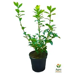 Саджанець Agro-Market Азалія 2-х річна японська Rosinetta С2 висота 20-40 см (62283) 1 шт. в упаковці - мініатюра 2