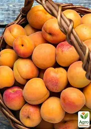Саджанець Agro-Market Абрикос колоновидний яскраво помаранчевий з легким рум'янцем Сонячне літо (Sunny summer) (преміальний середньостиглий сорт) 1 шт. в упаковці (45791) - мініатюра 6