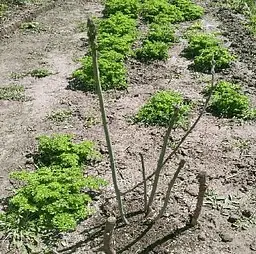 Саджанець Agro-Market Спаржа Rosalie F1 делікатесна (гібрид фіолетової спаржі) Корневище 1 шт. в упаковці (52858) - мініатюра 3