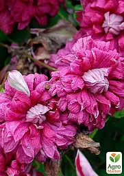Саджанець Agro-Market Клематис 2-х річний Purpurea plena elegans вазон С2 (181582) - мініатюра 2