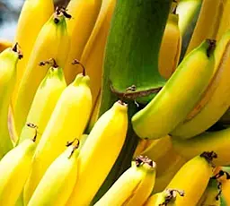 Саджанець Agro-Market Банан карликовий Абу (Abu) (преміальний сорт, дуже солодкий) (48120) 1 шт. в упаковці - мініатюра 2