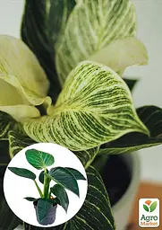 Саджанець Agro-Market Філодендрон White Wave 30-40 см 1 шт. в упаковці (182694) - мініатюра 3