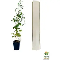 Саджанець Agro-Market Клематис 3-х рiчний Hakuookan С2 (60428) 1 шт. в упаковці - мініатюра 2