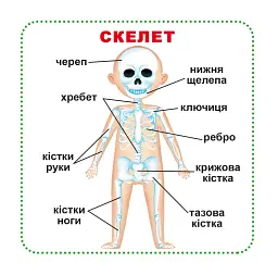 Розумні картки. Моє тіло. 30 карток - мініатюра 2