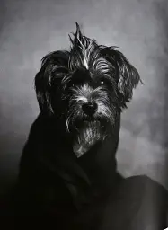 The Dogs: Human Animals - мініатюра 2