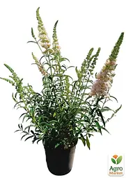 Саджанець Agro-Market Буддлея Давида 3х літня White Ball С2 (100248) - мініатюра 3
