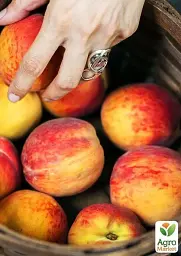 Саджанець Agro-Market Персик колоновидний помаранчевий із засмагою на сонячному боці Сувенір (Souvenir) (преміальний середньостиглий сорт) 1 шт. в упаковці (21352) - мініатюра 2