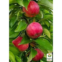 Саджанець Agro-Market Яблуня колоноподібна Скорпіон укорінена в контейнері (саджанець 2 роки) (99970) - мініатюра 2