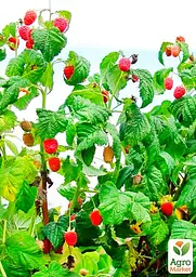 Саджанець Agro-Market Малинове дерево Столешник 1 шт. в пакуванні (37041) - мініатюра 2