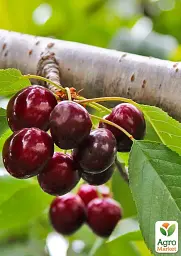 Саджанець Agro-Market Черешня Ірена (літній сорт, середньопізній термін дозрівання) 1 шт. в упаковці (177238) - мініатюра 2