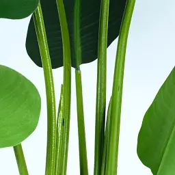 Штучна рослина Engard Banana Tree 120 см (TW-24 ) - мініатюра 6