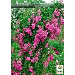 Троянда плетиста Agro-Market Супер Дороті саджанець класу АА+ вищий сорт 1 шт. в упаковці (101874) - мініатюра 3