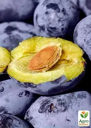 Саджанець Agro-Market Слива Джойо (осінній сорт, пізній термін дозрівання) 1 шт. в упаковці (39981) - мініатюра 3