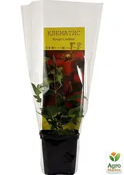 Саджанець Agro-Market Клематис Rouge Cardinal (15857) - мініатюра 2