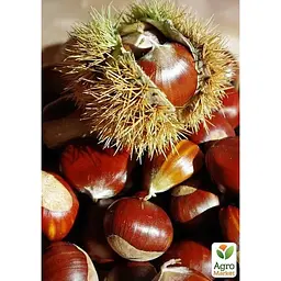 Саджанець Agro-Market Каштан їстівний Неаполітанський (49863) - мініатюра 5