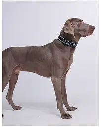 Нашийник для собак Woofy, нейлоновий з металевою пряжкою-фастекс, світловідбиваючий, сірий/камуфляж, XL - мініатюра 6