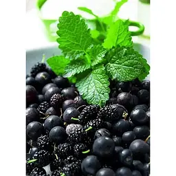 Саджанець Agro-Market Смородина чорна Бен Алдер (Ben Alder) (пізній термін дозрівання, сорт з яскраво вираженою стійкістю до захворювань) 1 шт. в упаковці (23394) - мініатюра 2