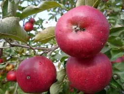 Саджанець Agro-Market Яблуня Джонаголд Моренс (Морінс) (зимовий сорт, пізній термін дозрівання) 1 шт. в упаковці (15755) - мініатюра 4
