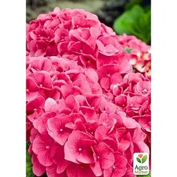 Саджанець Agro-Market Гортензія крупнолиста рубіново-червона Alpengluhen (183480) 1 шт. в упаковці - мініатюра 2