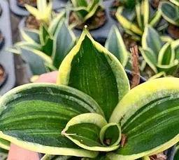 Саджанець Agro-Market Сансевієрія Jade Pagoda висота рослини 15-25 см (181124) 1 шт. в упаковці - мініатюра 2
