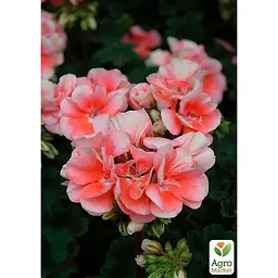 Саджанець Agro-Market Пеларгонія зональна Sunrise Jessy (176665) 1 шт. в упаковці - мініатюра 2