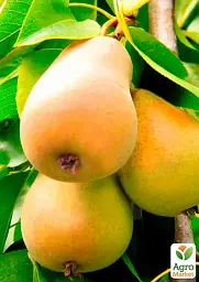 Саджанець Agro-Market Груша Талгарська красуня (осінній сорт, середній термін дозрівання) 1 шт. в упаковці (15813) - мініатюра 3