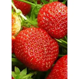 Саджанець Agro-Market Полуниця Флер (Flair) 5шт (ультраранній термін дозрівання) (23397) - мініатюра 5