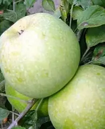 Саджанець Agro-Market Яблуня Ренет Кубанський (зимовий сорт, пізній термін дозрівання) (35437) 1 шт. в упаковці - мініатюра 3