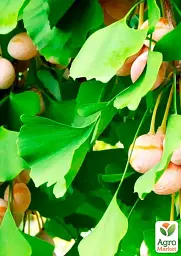 Саджанець Agro-Market Гінкго білоба Дволопатеве 1 шт. в упаковці (24593) - мініатюра 2
