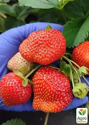 Саджанець Agro-Market Полуниця садова ремонтантна Ania укорінена у контейнері 1 шт. в пакуванні (182794) - мініатюра 2