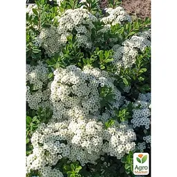 Саджанець Agro-Market Спірея ніппонська 2-х річна Snowmound вазон С2 висота 20-40 см (176819) 1 шт. в упаковці - мініатюра 3