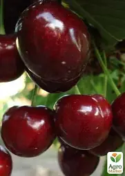 Саджанець Agro-Market Черешня Великоплідна (літній сорт, середньостиглий термін дозрівання) 1 шт. в упаковці (15786) - мініатюра 3