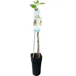 Саджанець Agro-Market Ківі Hayward LMTD (жіночий сорт, укорінений) (138495) из Нидерландов 1 шт. в упаковці - мініатюра 2