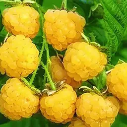 Малина Agro-Market "Золота феєрія" (ремонтантний та невибагливий сорт) 1-річний саджанець (189517) 1 шт в упаковці