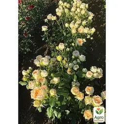 Троянда чайно-гібридна Agro-Market Gravity саджанець класу АА+ вищий сорт 1 шт. в упаковці (181479) - мініатюра 3