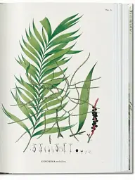 The Book of Palms - мініатюра 4