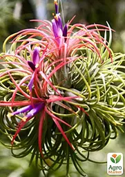 Саджанець Agro-Market Тілландсія Іонанта (Tillandsia Ionantha) атмосферна 1 шт. в упаковці (52061) - мініатюра 3