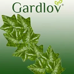 Штучний плющ Gardlov 19737 50 м - мініатюра 2