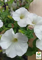 Саджанець Agro-Market Сурфінія Giant White (контейнер №10, висота 10-15 см) 1 шт. в упаковці (176689) - мініатюра 2