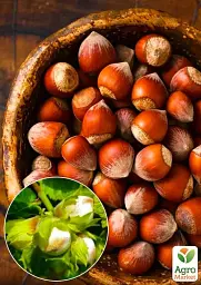 Саджанець Agro-Market Фундук Трапезундський (середній термін дозрівання, перехресне запилення, садити по 2 шт.) 1 шт. в упаковці (24613) - мініатюра 2