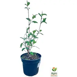 Саджанець Agro-Market Гортензія 3-х річна волотиста Pinkachu (138762) 1 шт. в упаковці - мініатюра 3