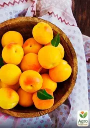 Саджанець Agro-Market Абрикос Олімп (літній сорт, ранній термін дозрівання) 1 шт. в упаковці (35989) - мініатюра 3