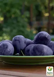 Саджанець Agro-Market Слива Джойо (осінній сорт, пізній термін дозрівання) 1 шт. в упаковці (39981) - мініатюра 2